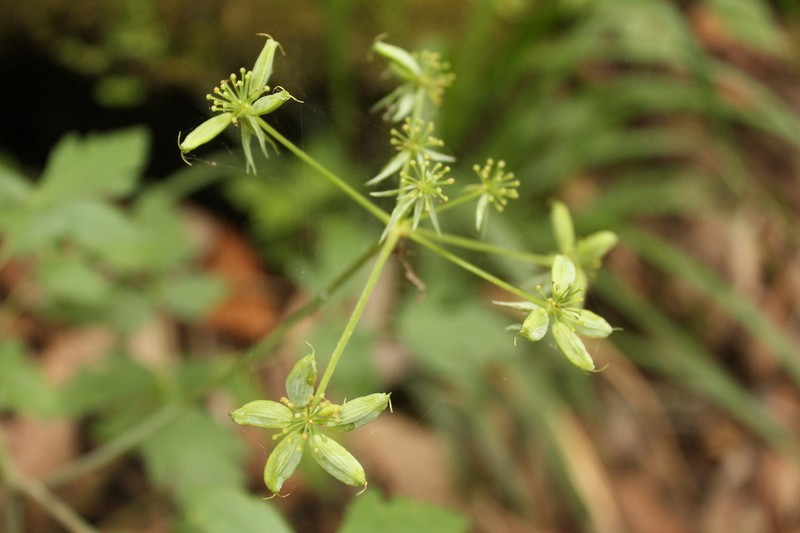 Prionosciadium humile photo 2