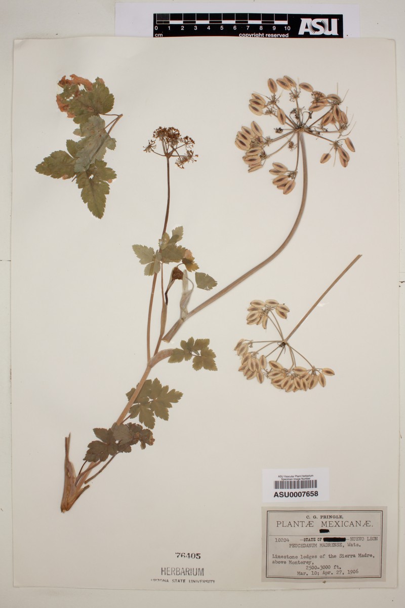 Prionosciadium humile photo 4