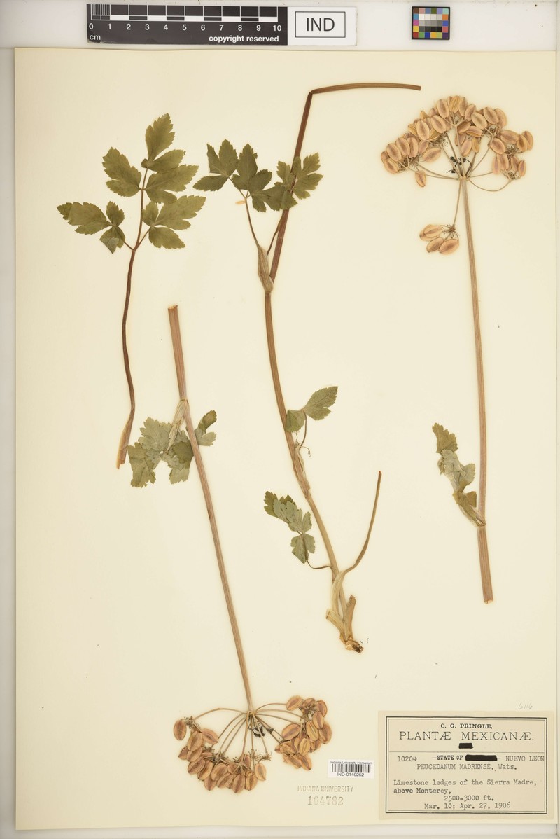 Prionosciadium humile photo 5