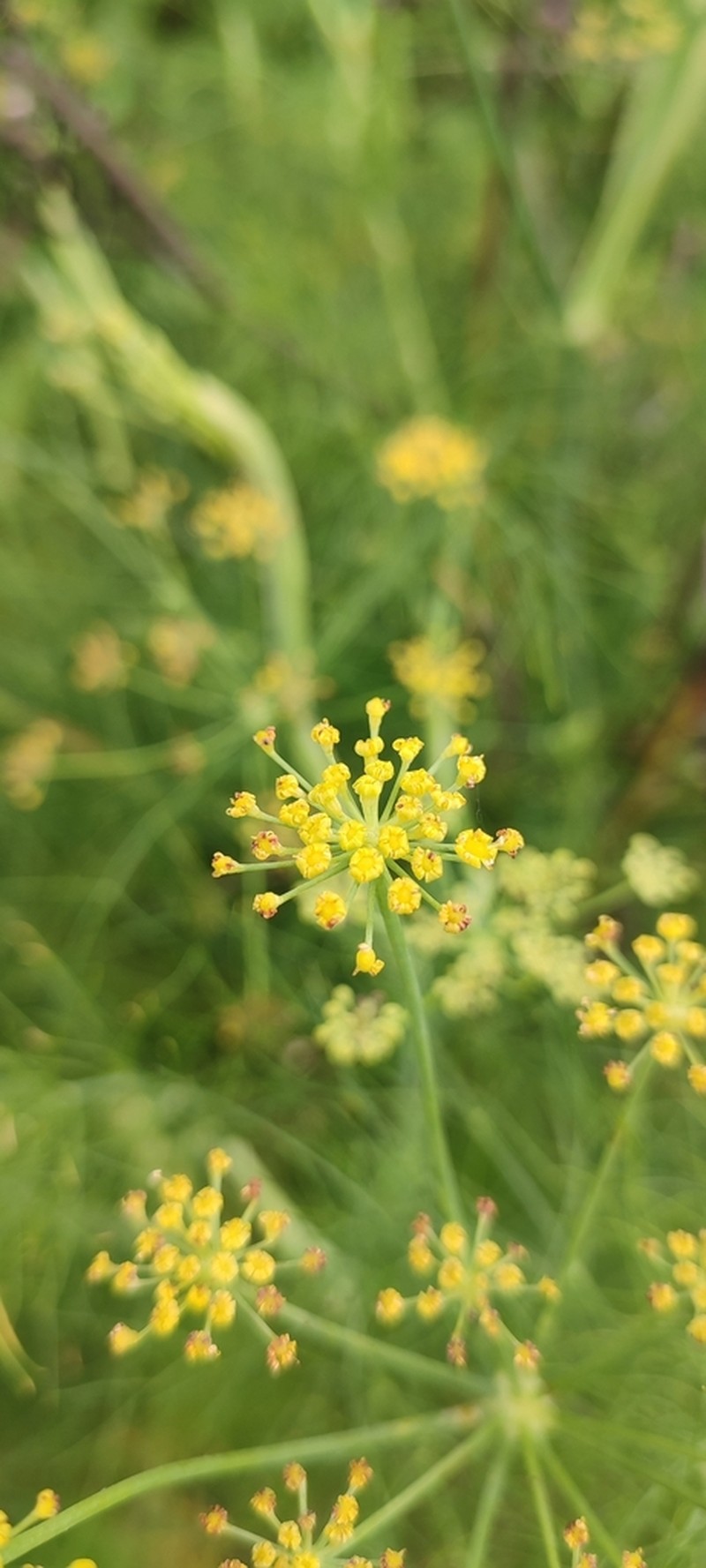 Prionosciadium linearifolium
