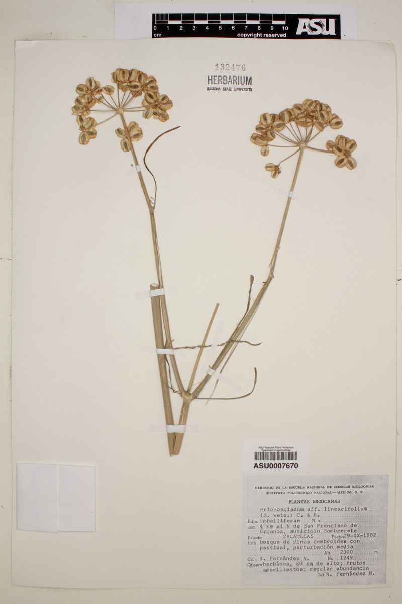 Prionosciadium linearifolium photo 2