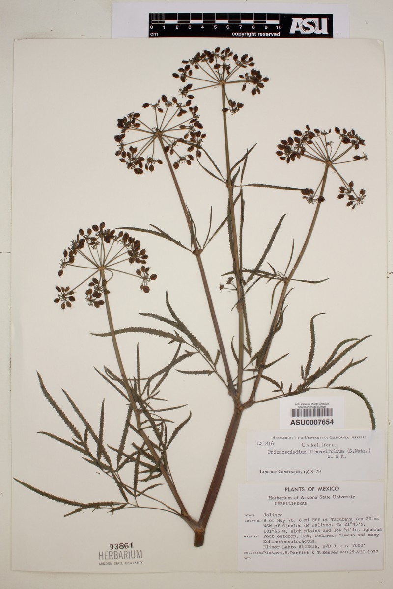 Prionosciadium linearifolium photo 3