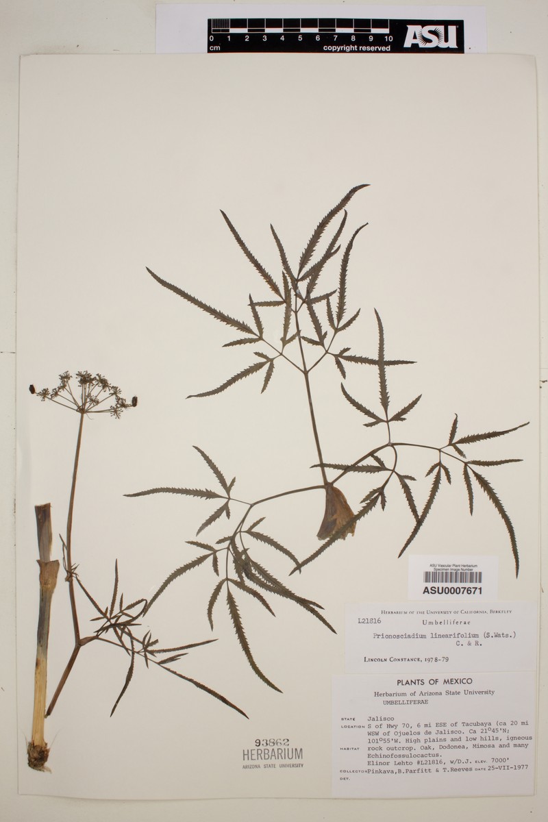 Prionosciadium linearifolium photo 4