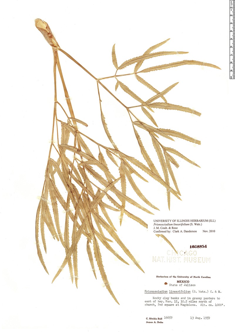 Prionosciadium linearifolium photo 5