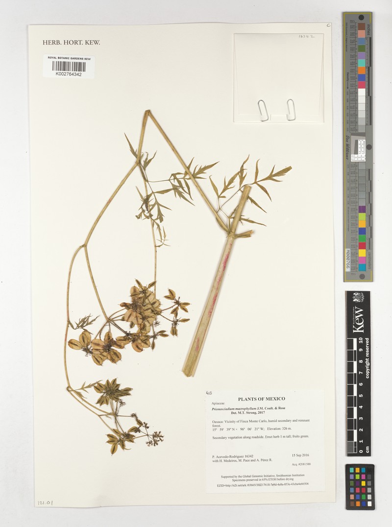 Prionosciadium macrophyllum