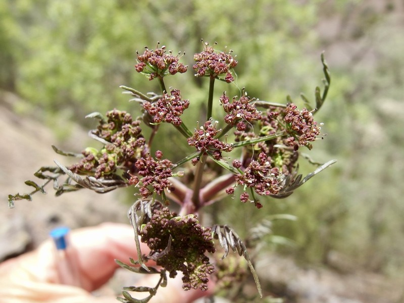 Prionosciadium madrense
