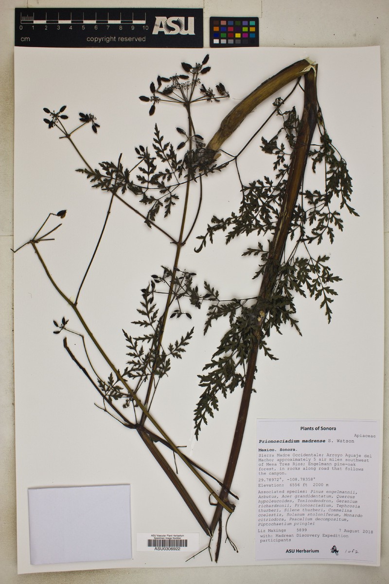 Prionosciadium madrense photo 2
