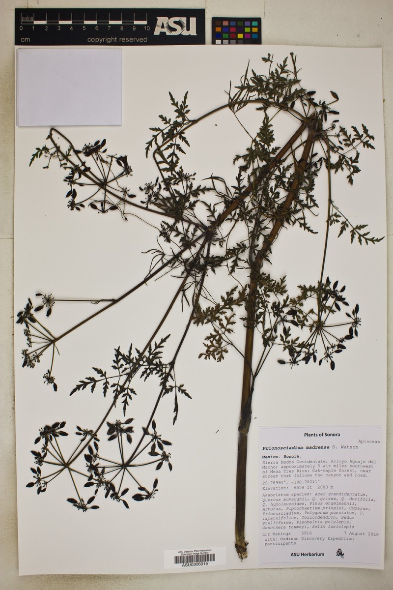 Prionosciadium madrense photo 3