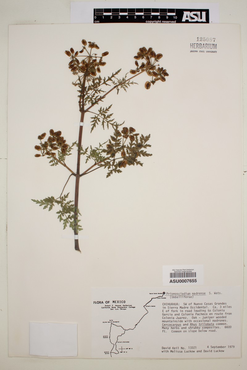 Prionosciadium madrense photo 4