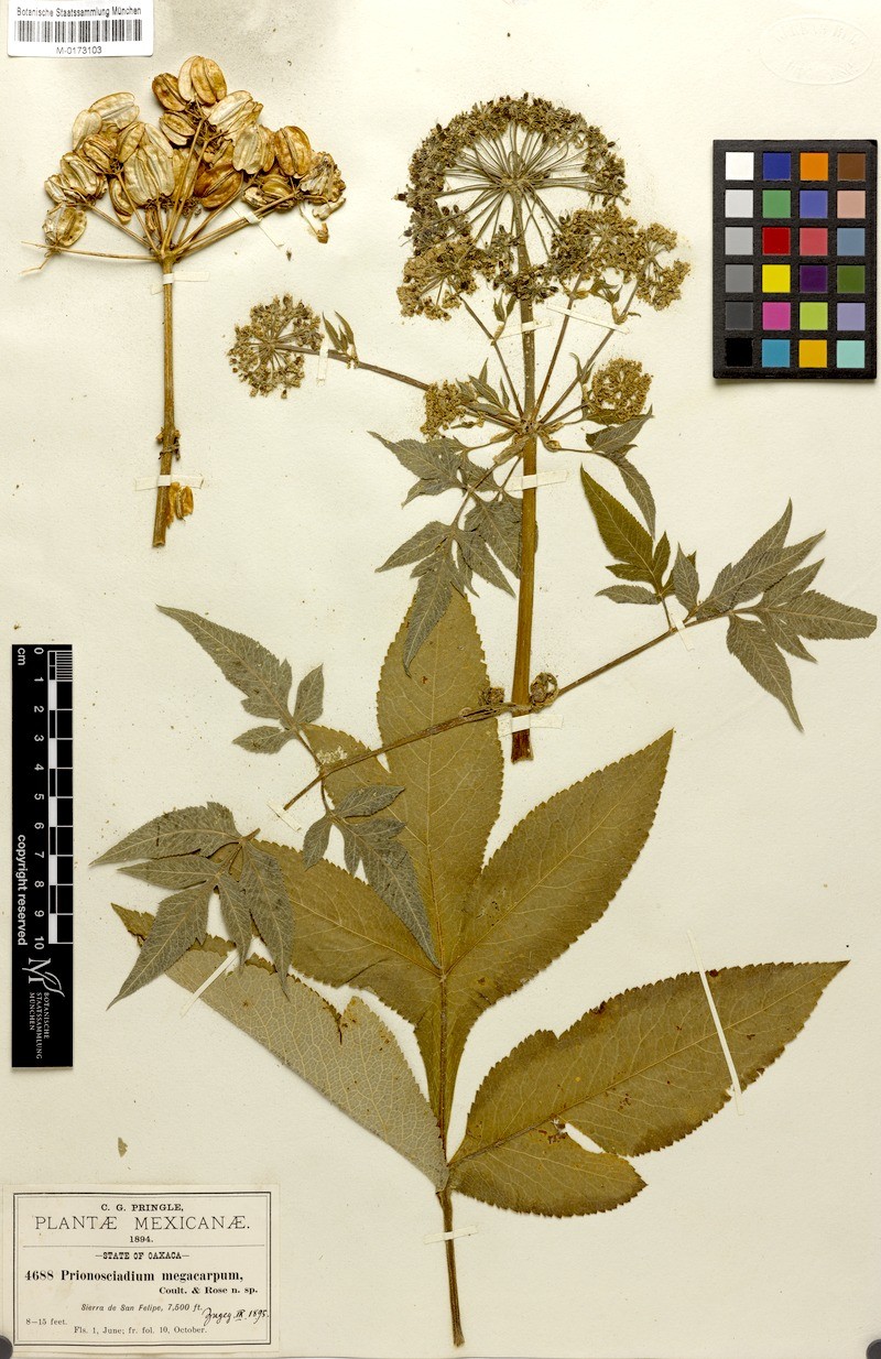 Prionosciadium megacarpum