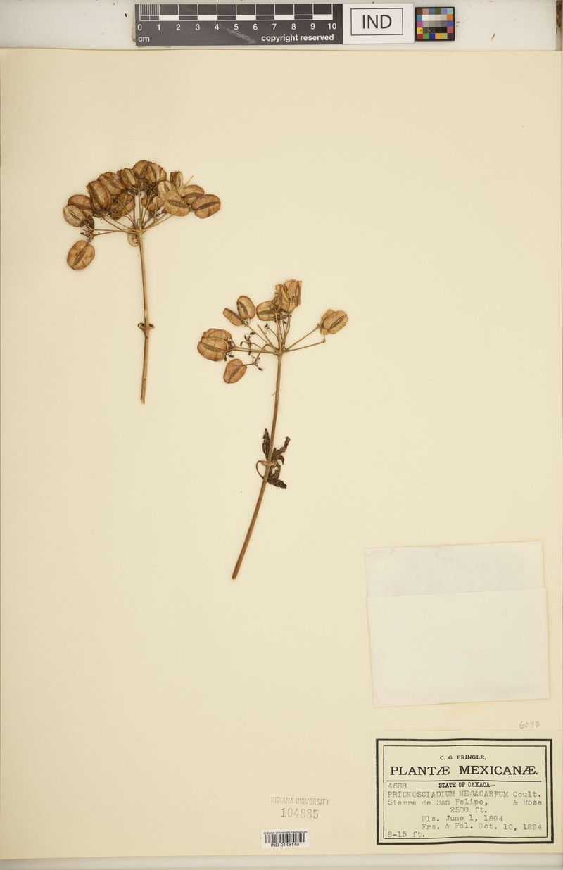 Prionosciadium megacarpum photo 2