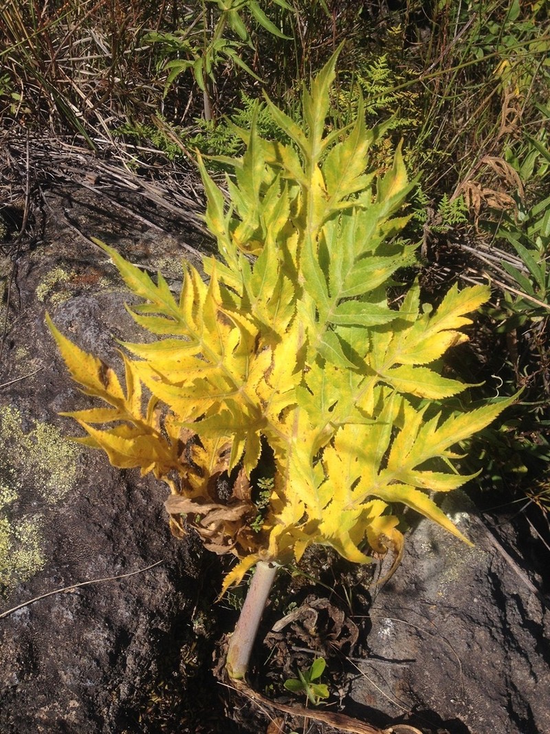 Prionosciadium nelsonii photo 2