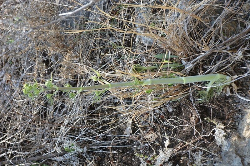Prionosciadium nelsonii photo 3