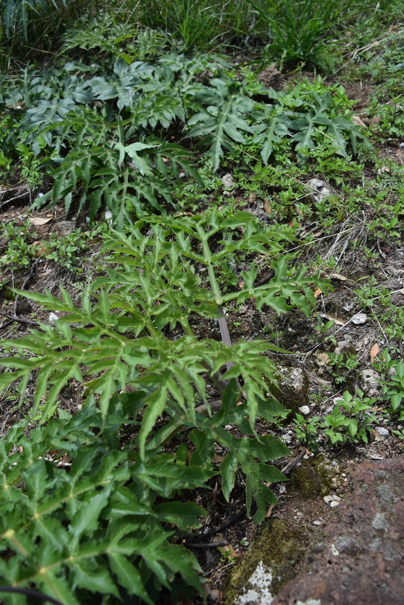 Prionosciadium nelsonii photo 4