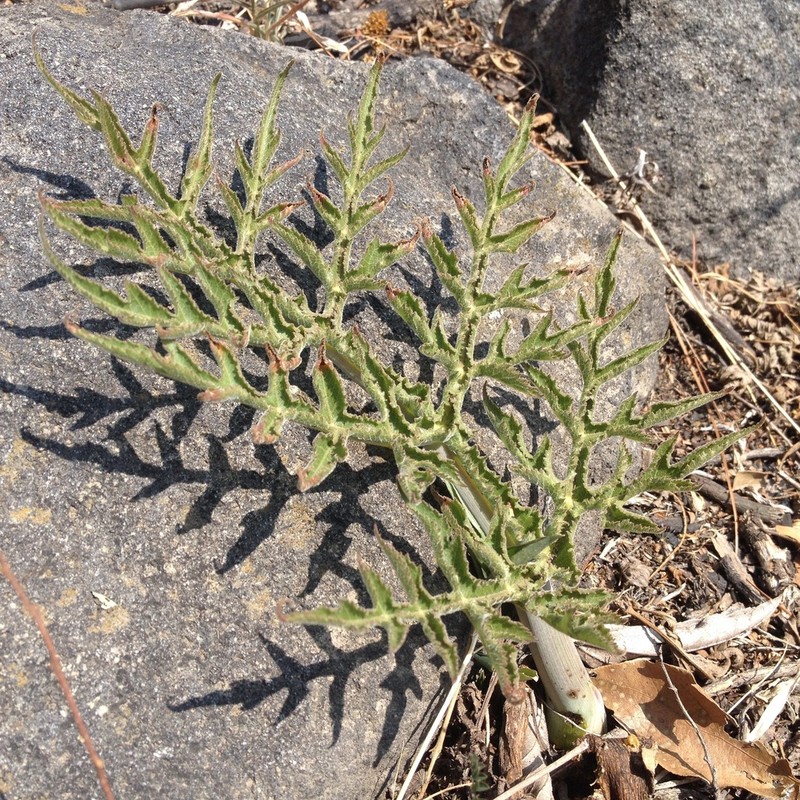 Prionosciadium nelsonii photo 5
