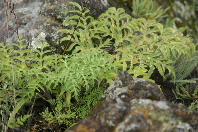 Prionosciadium nelsonii photo 6