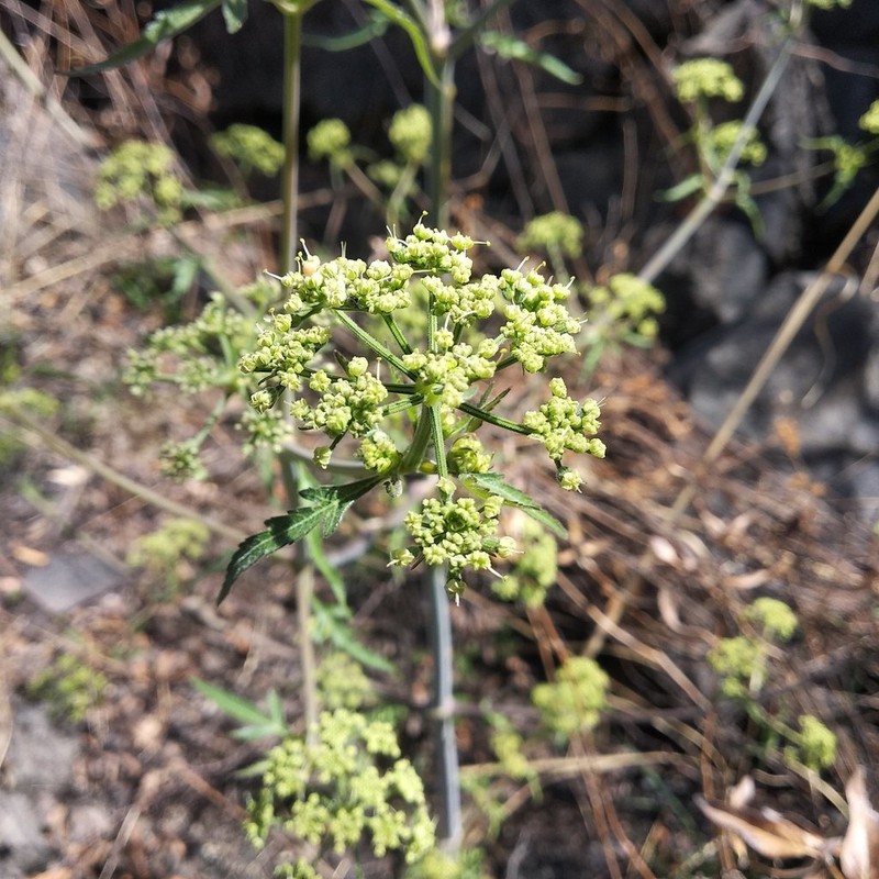 Prionosciadium nelsonii photo 8