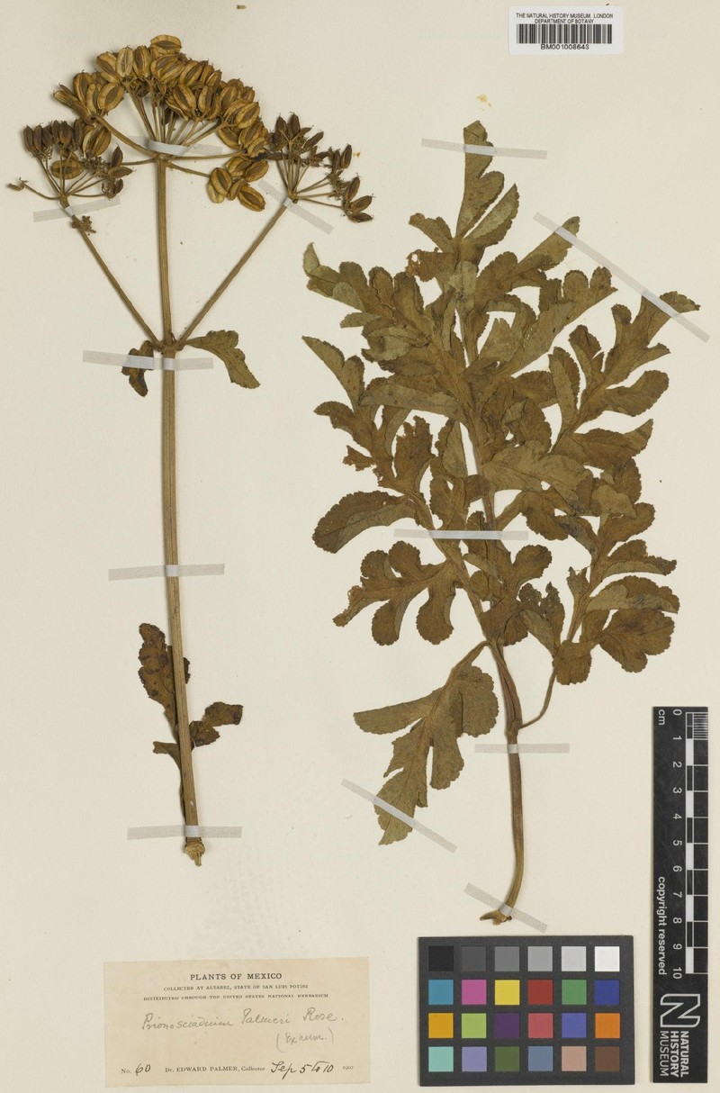 Prionosciadium palmeri