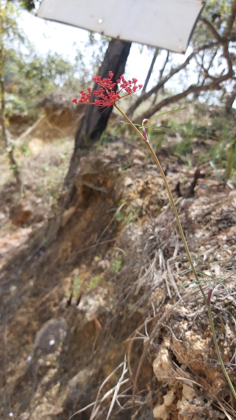 Prionosciadium tamayoi