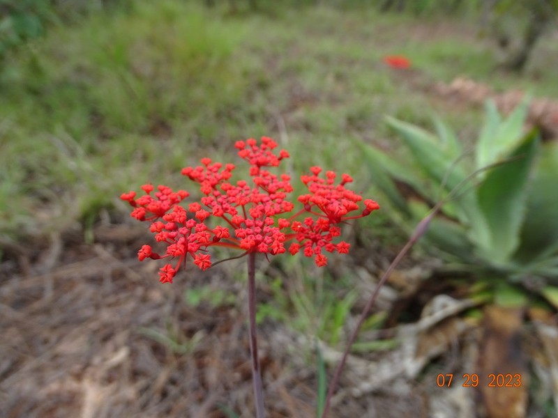 Prionosciadium tamayoi photo 2