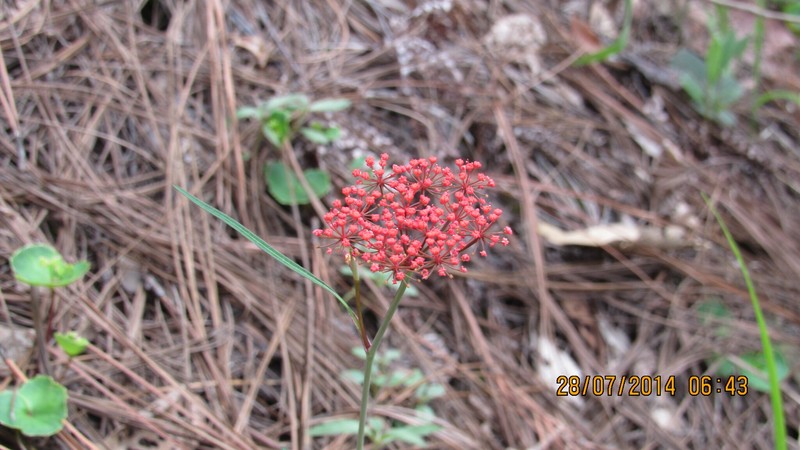 Prionosciadium tamayoi photo 6
