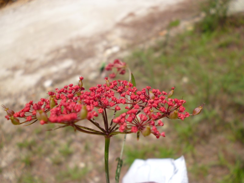 Prionosciadium tamayoi photo 7