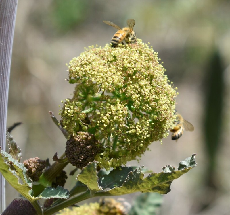 Prionosciadium thapsoides
