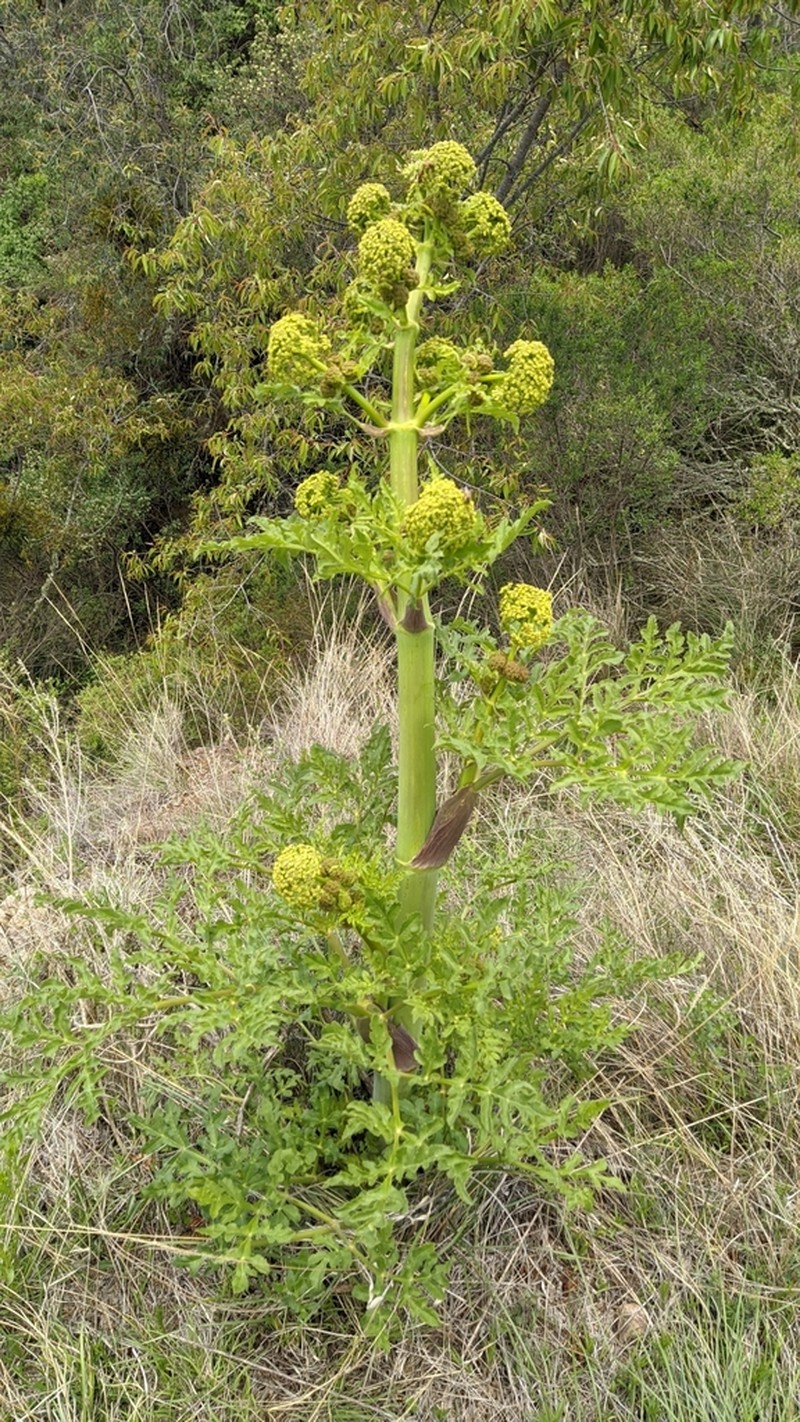 Prionosciadium thapsoides photo 2