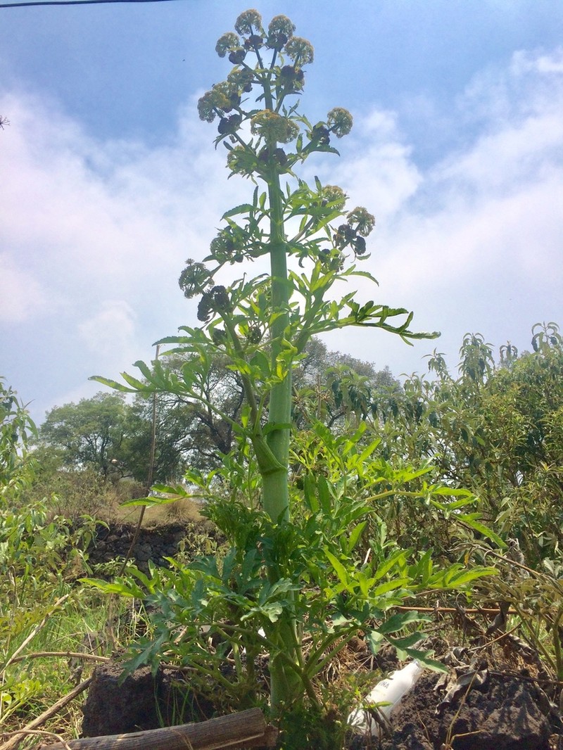 Prionosciadium thapsoides photo 4