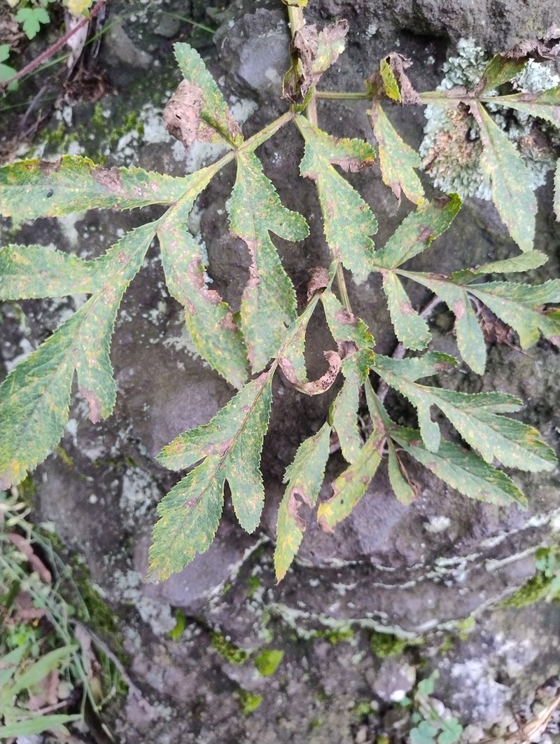 Prionosciadium thapsoides photo 7