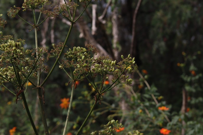 Prionosciadium thapsoides photo 8