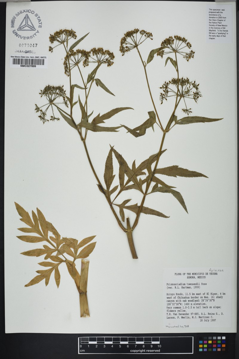 Prionosciadium townsendii