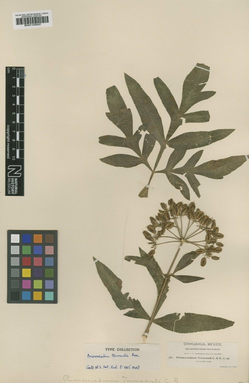 Prionosciadium townsendii photo 2