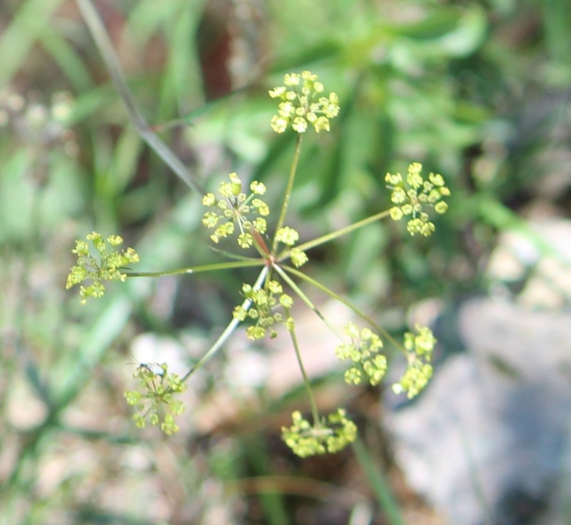 Prionosciadium watsonii