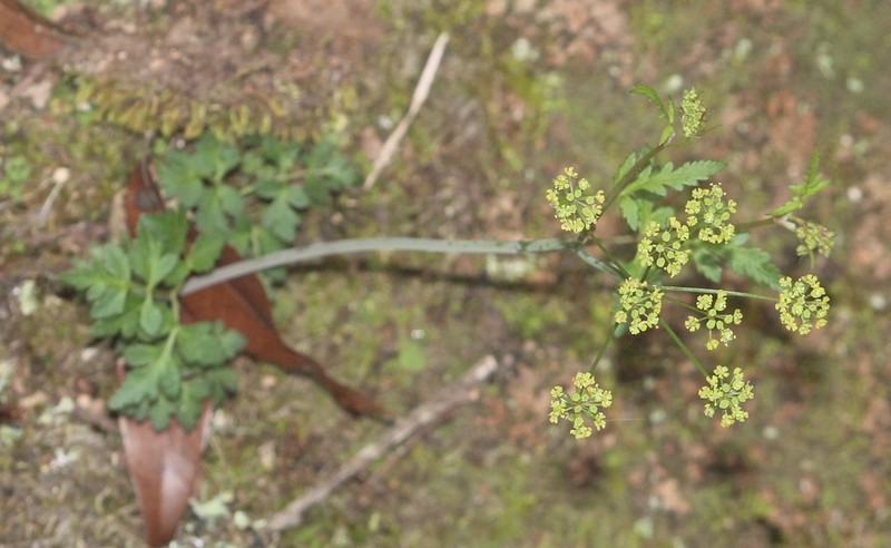 Prionosciadium watsonii photo 2