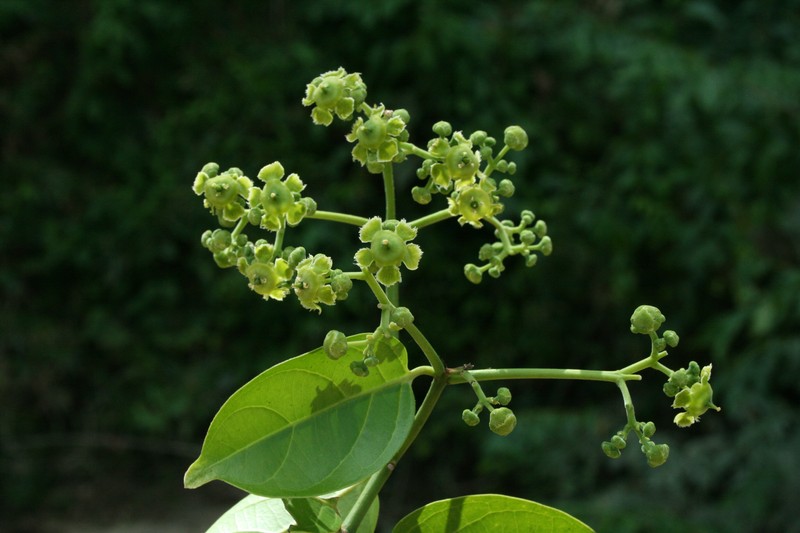 Prionostemma aspera