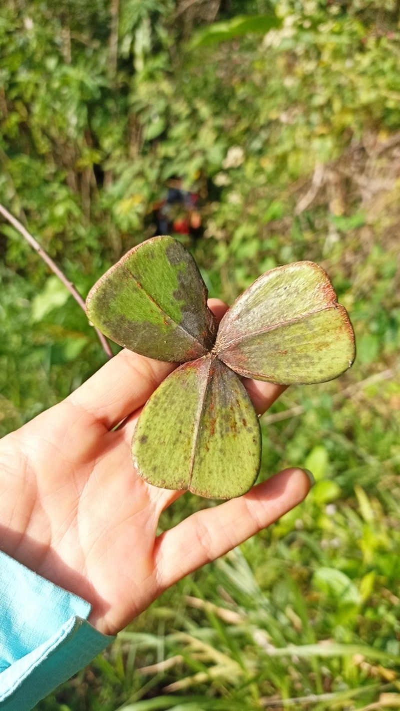 Prionostemma aspera photo 2