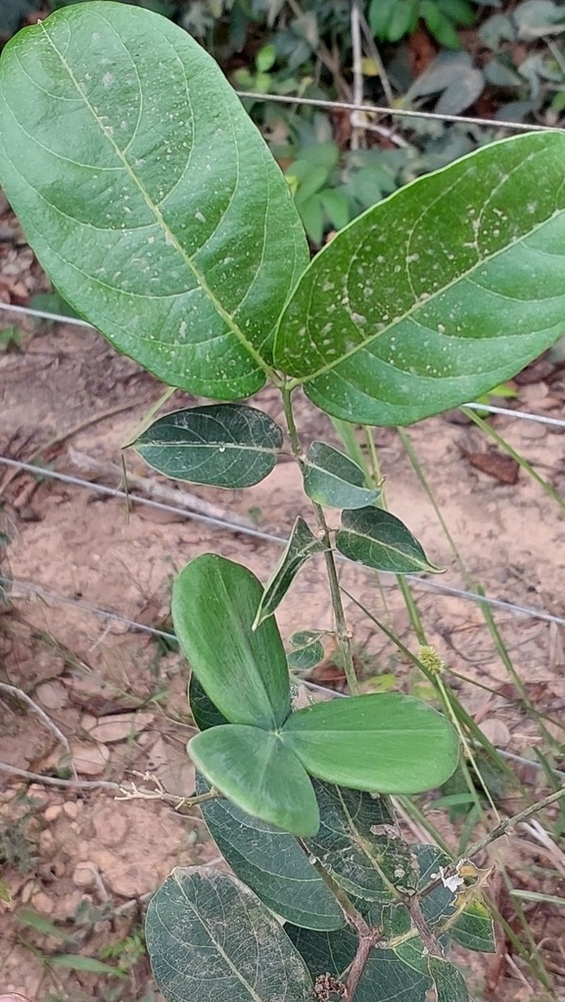 Prionostemma aspera photo 4
