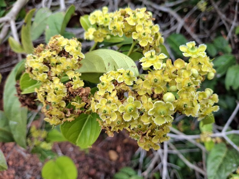 Prionostemma aspera photo 6
