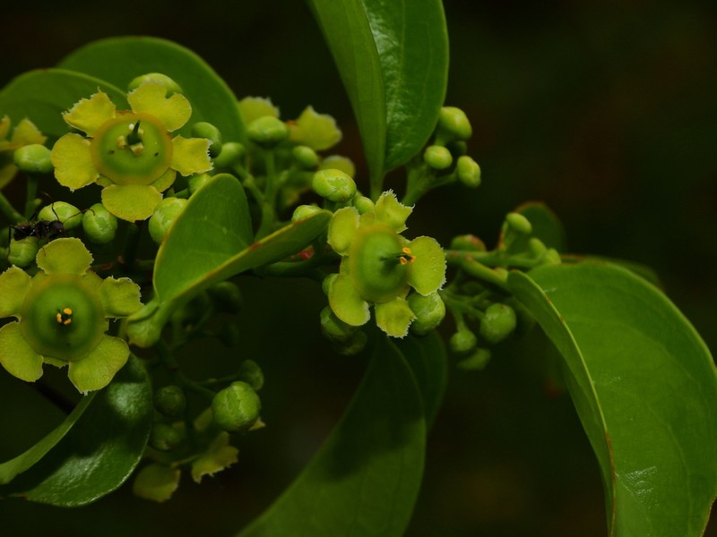 Prionostemma aspera photo 7
