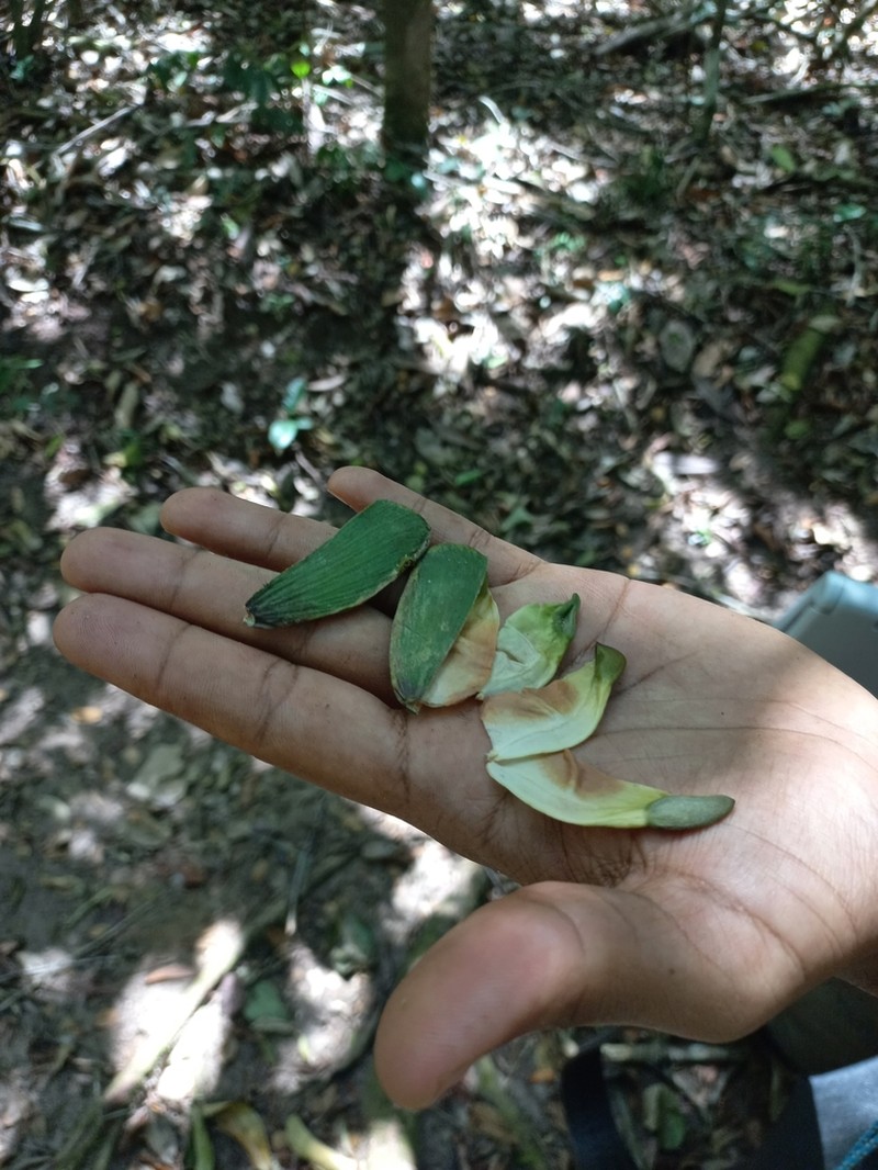 Prionostemma aspera photo 8