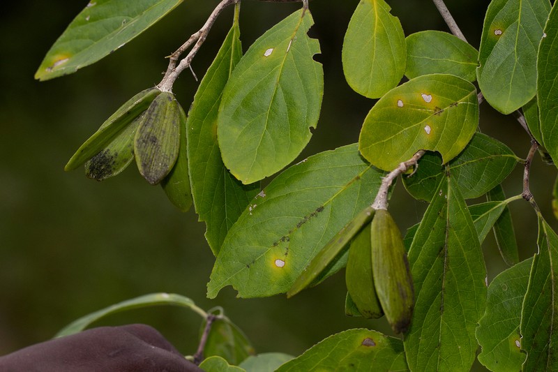 Pristimera andongensis