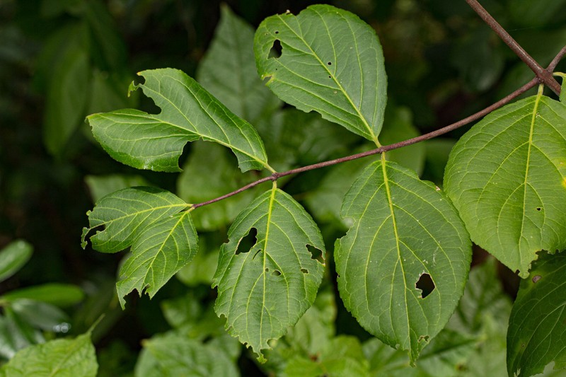Pristimera andongensis photo 2