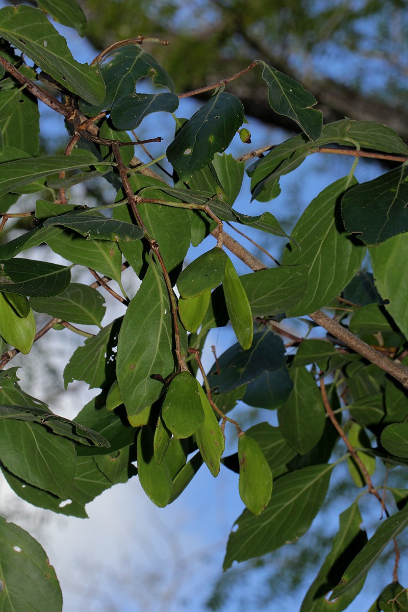 Pristimera andongensis photo 5