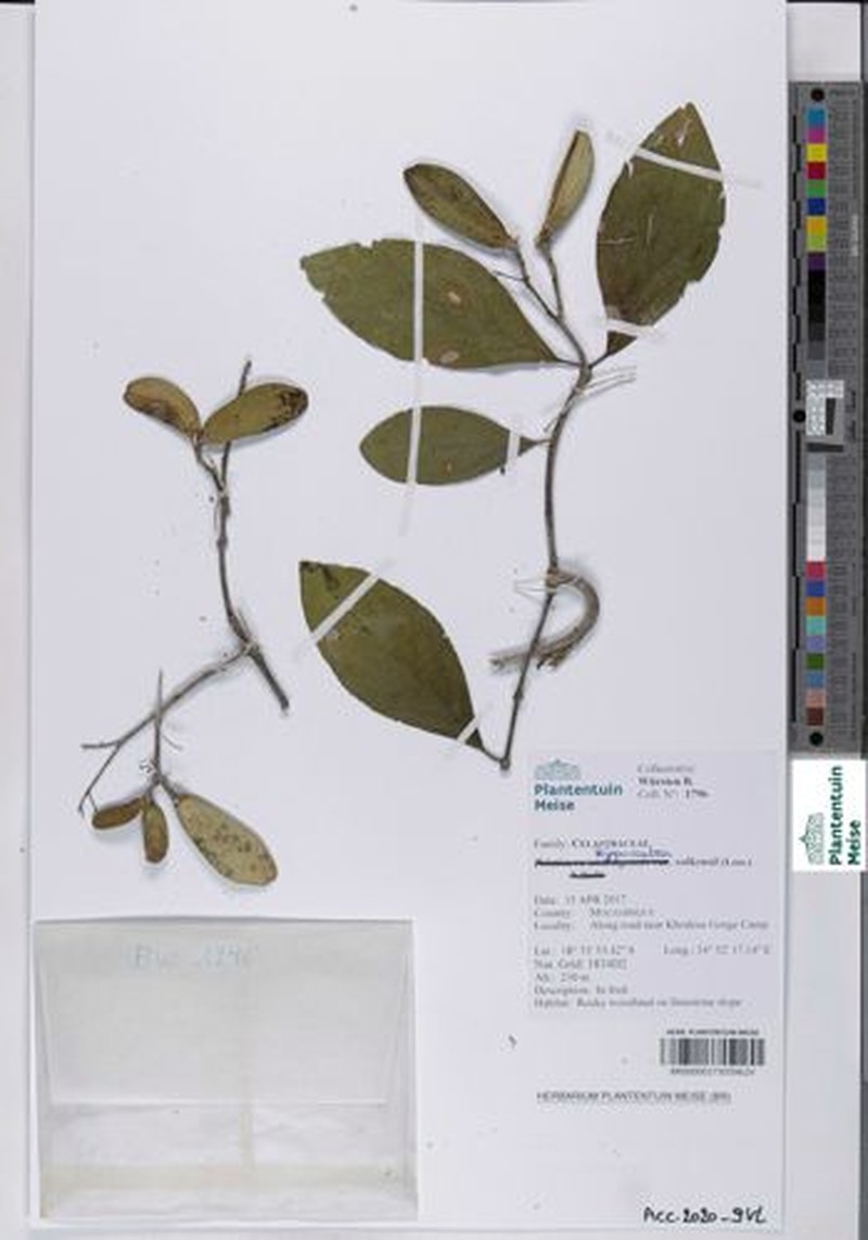 Pristimera andongensis photo 6