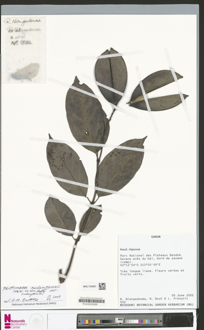 Pristimera andongensis var. andongensis