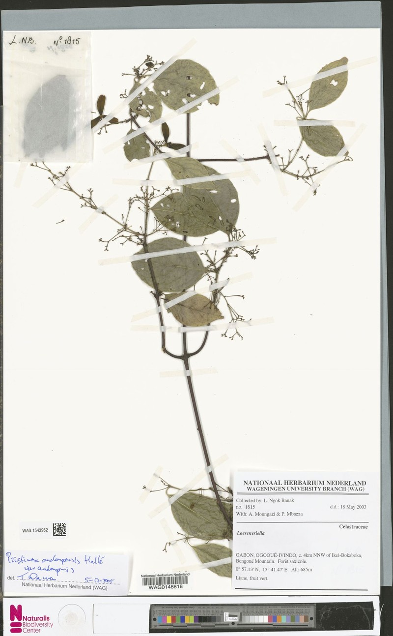 Pristimera andongensis var. andongensis photo 2