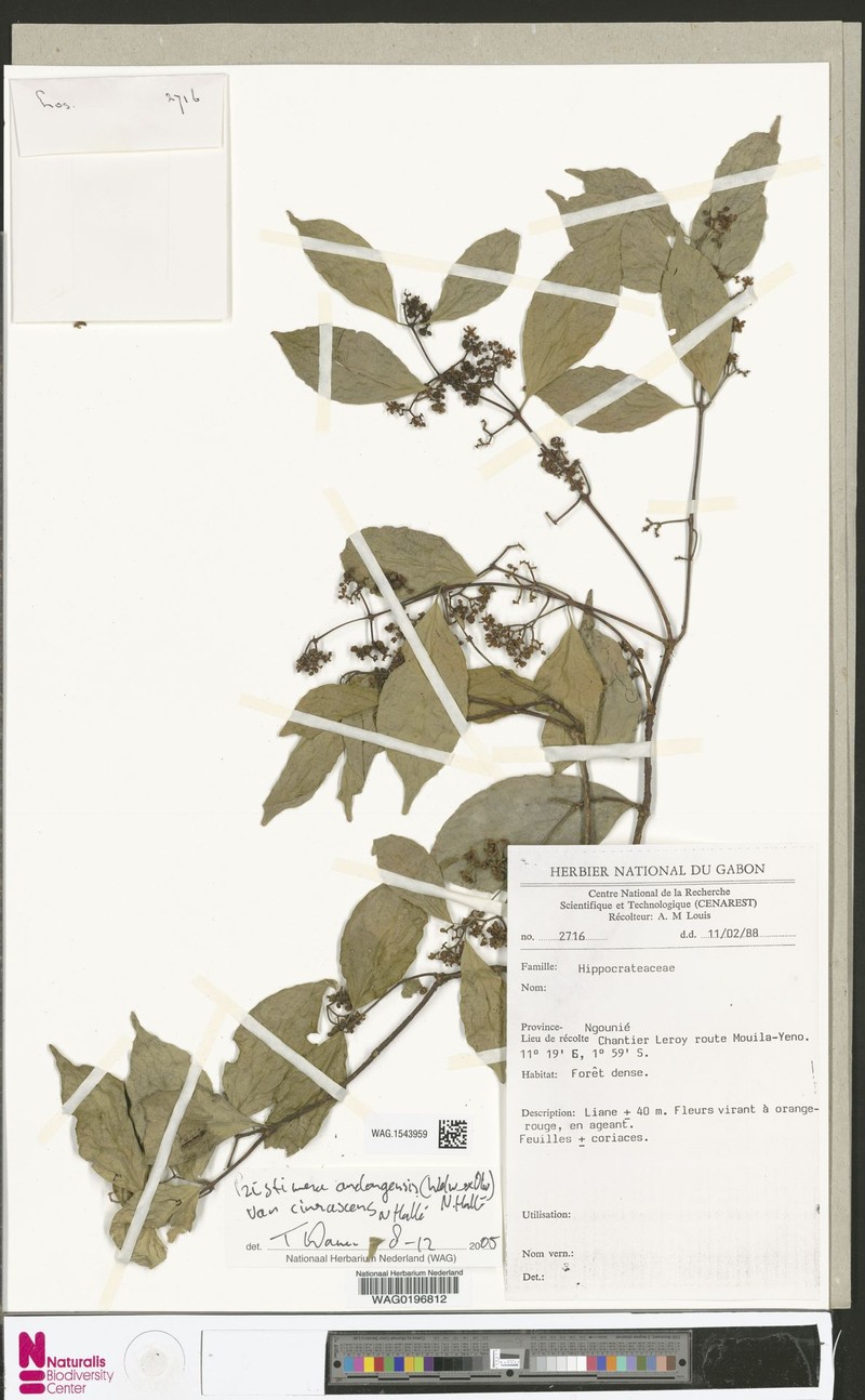 Pristimera andongensis var. cinerascens