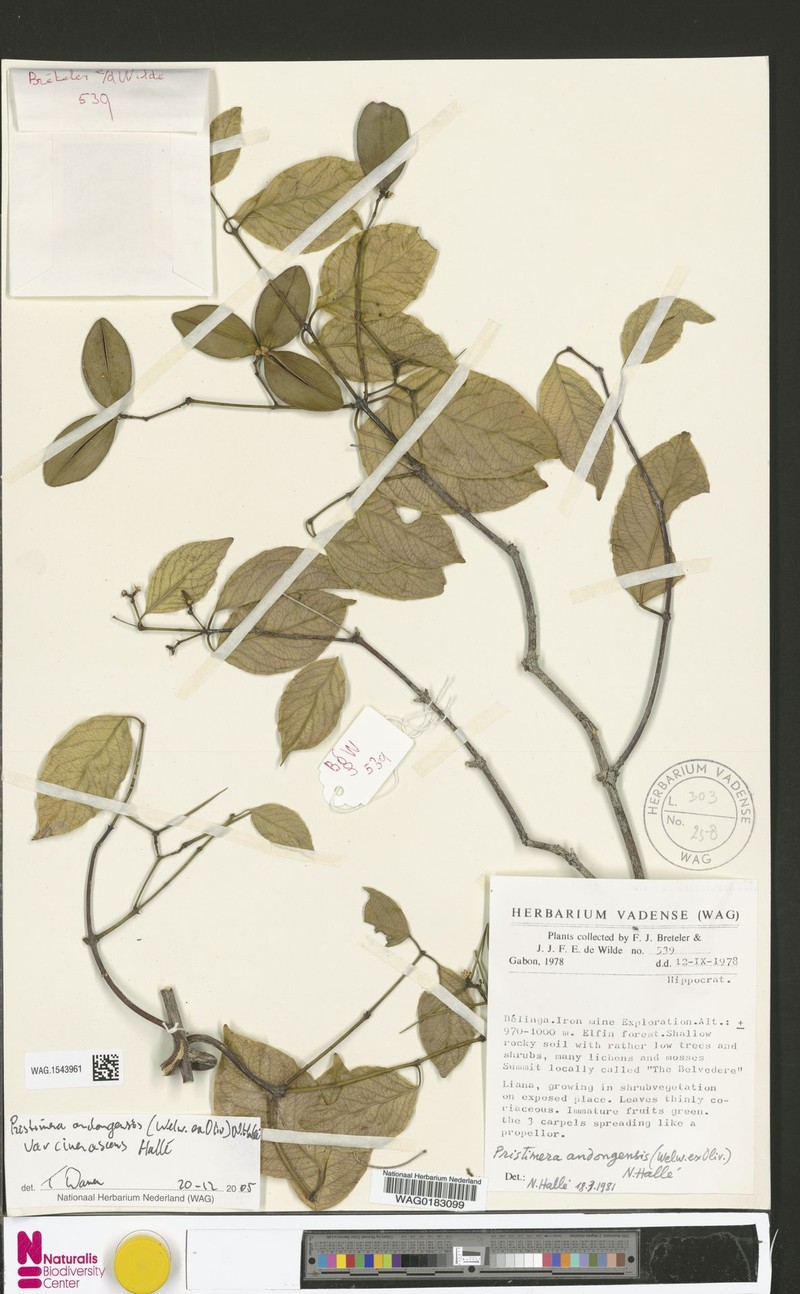 Pristimera andongensis var. cinerascens photo 2
