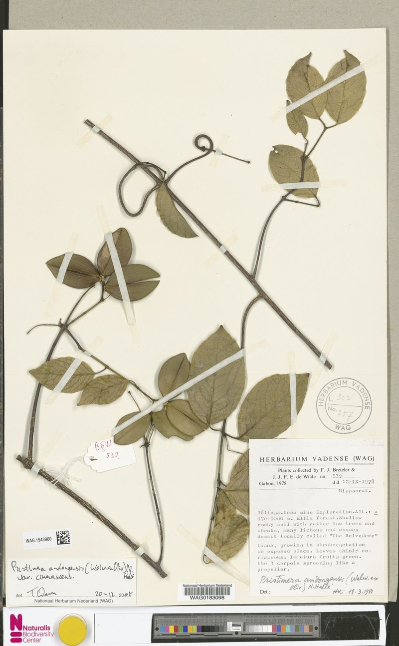 Pristimera andongensis var. cinerascens photo 3
